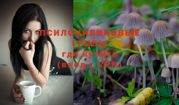 стаф Корсаков